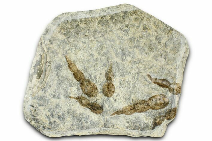 Plate of Dinosaur (Grallator) Tracks - Positive Impressions #366861